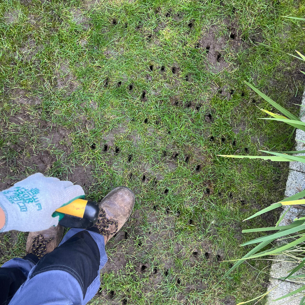 Photo of WILD habit gardener, Elloise, aerating a garden lawn using a garden fork.